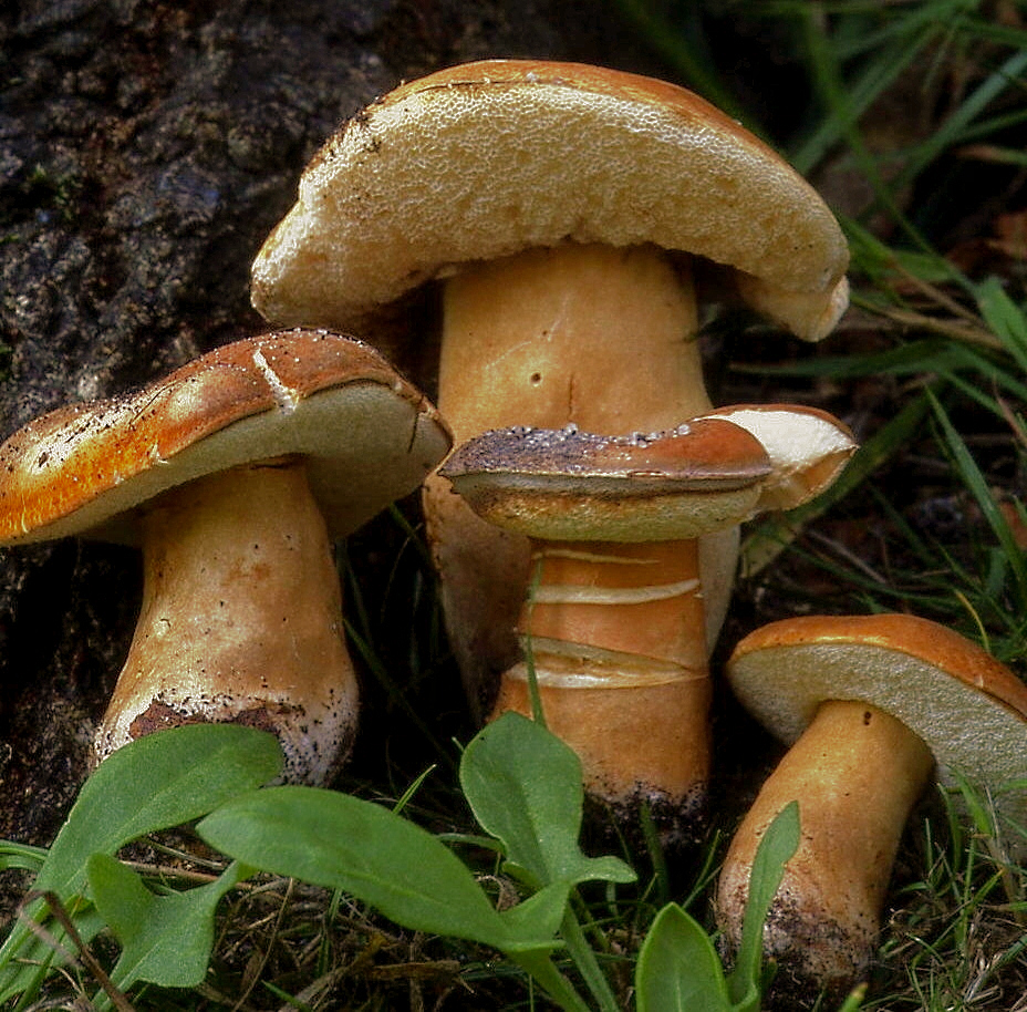 Hasenröhrling