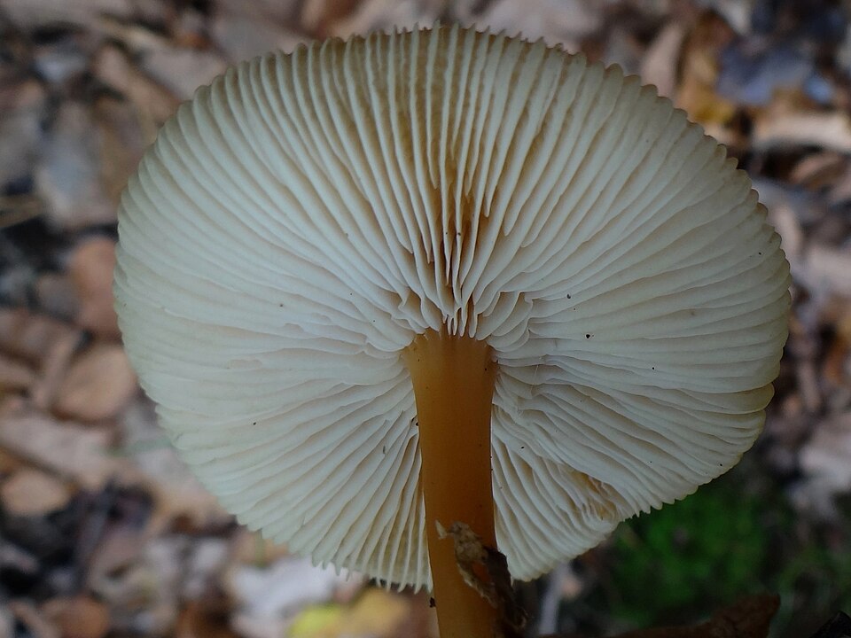 Hellhütiger Waldfreundrübling