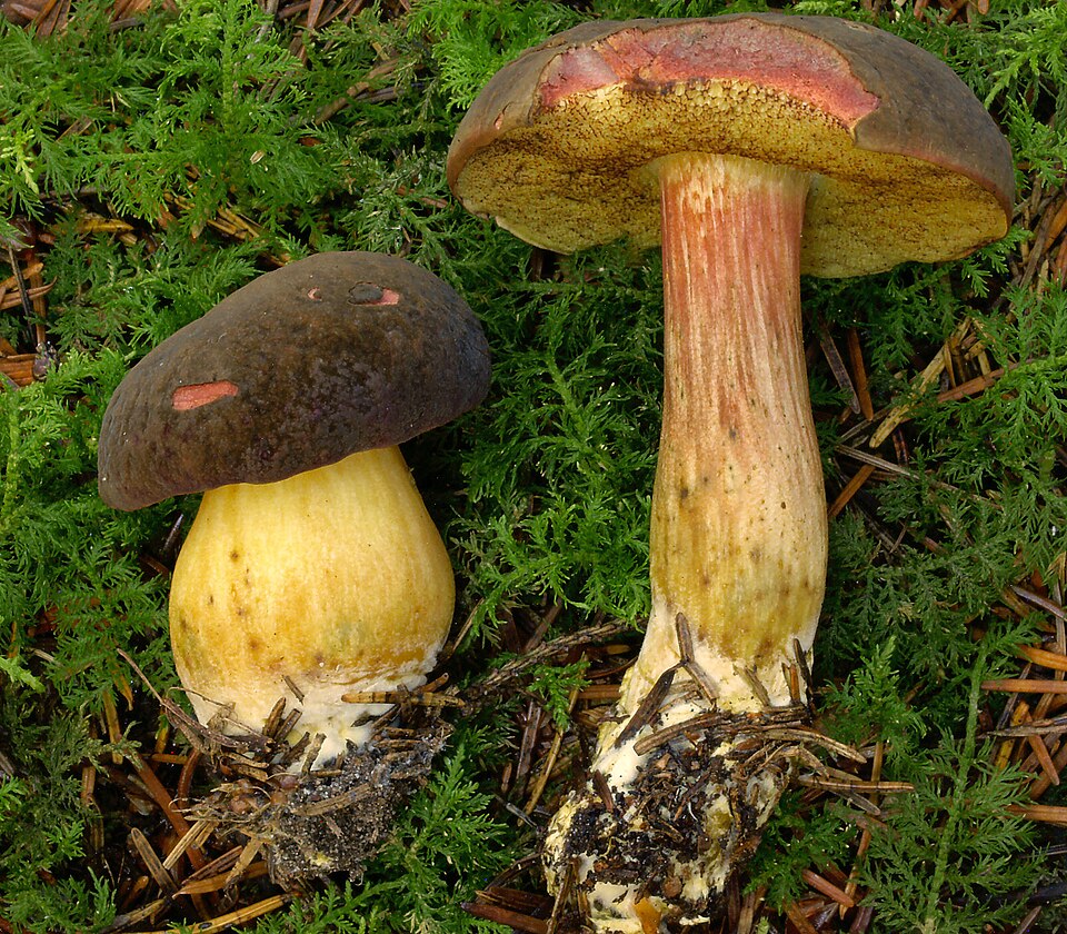 Herbst-Rotfußröhrling (Bereifter Rotfußröhrling)