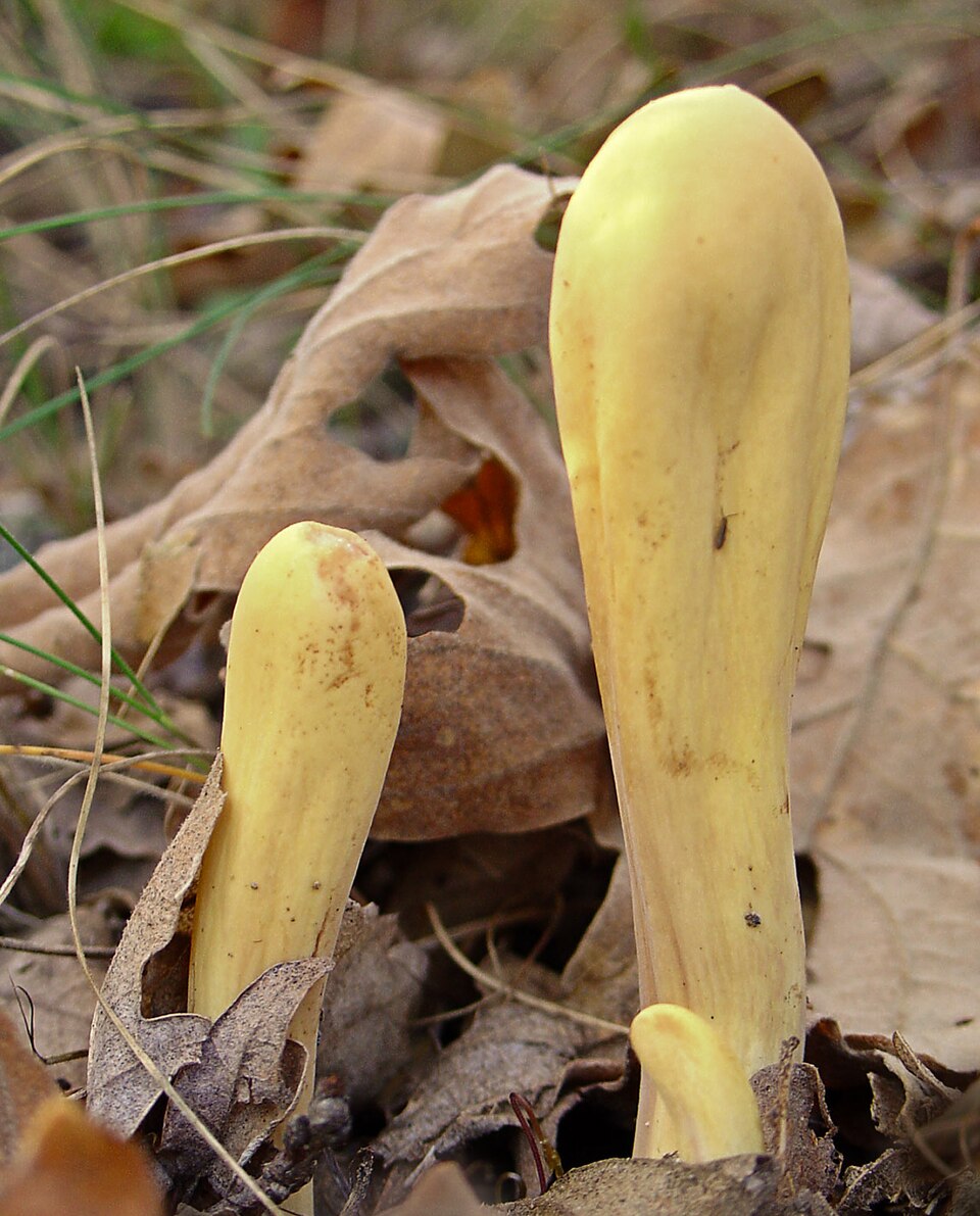 Herkuleskeule