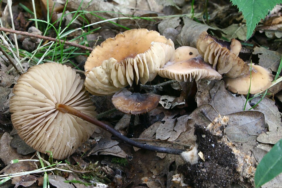 Hornstieliger Schwindling
