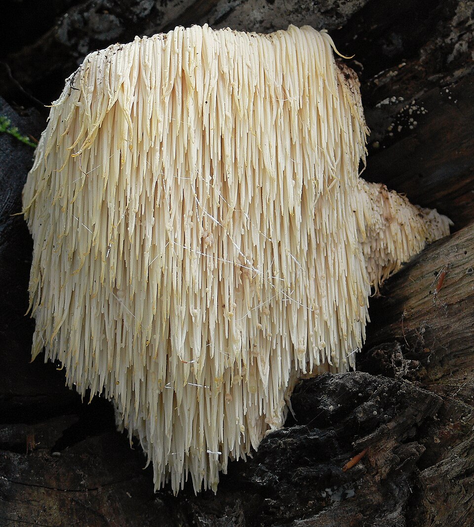 Igel-Stachelbart (Hericium erinaceus)