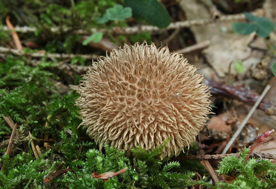 Igel-Stäubling