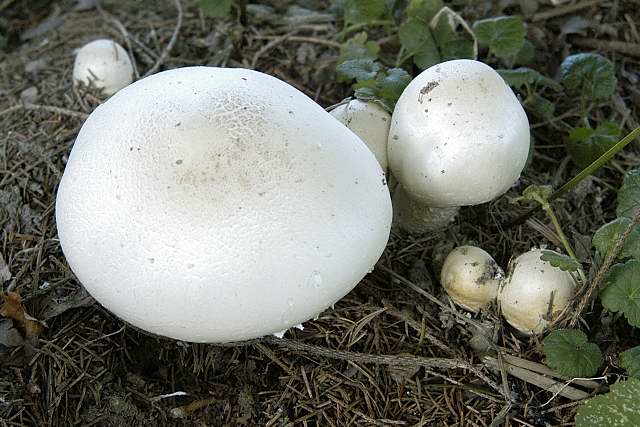 Karbol-Champignon