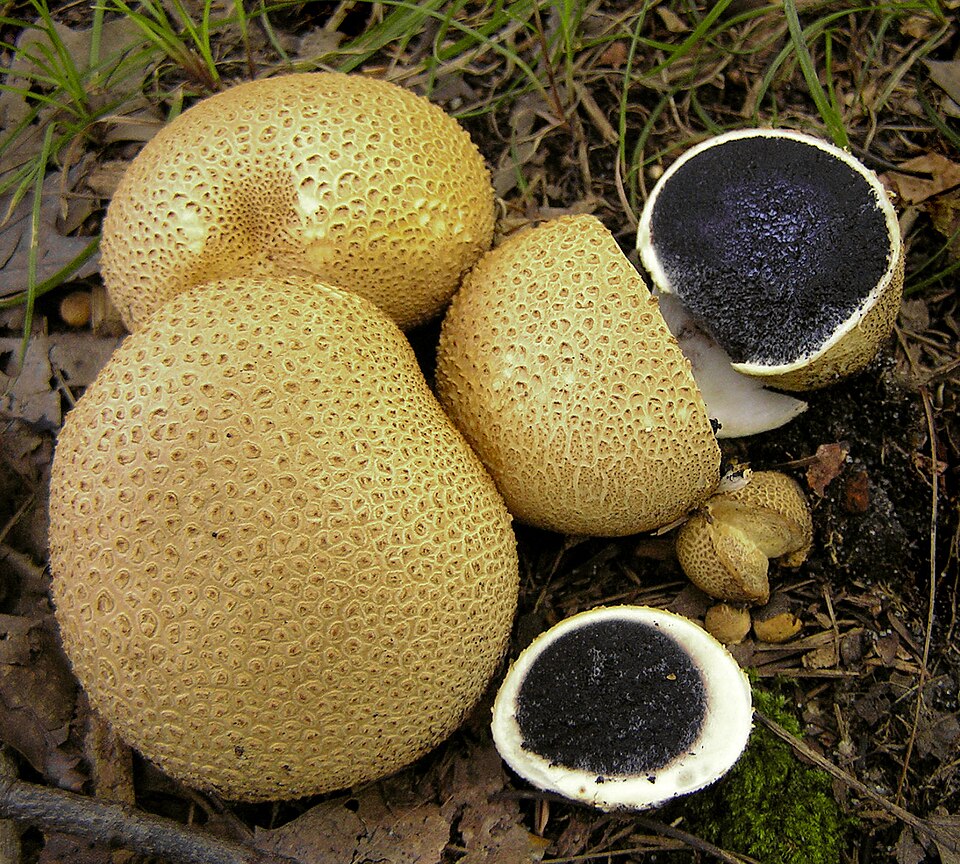 Kartoffelbovist