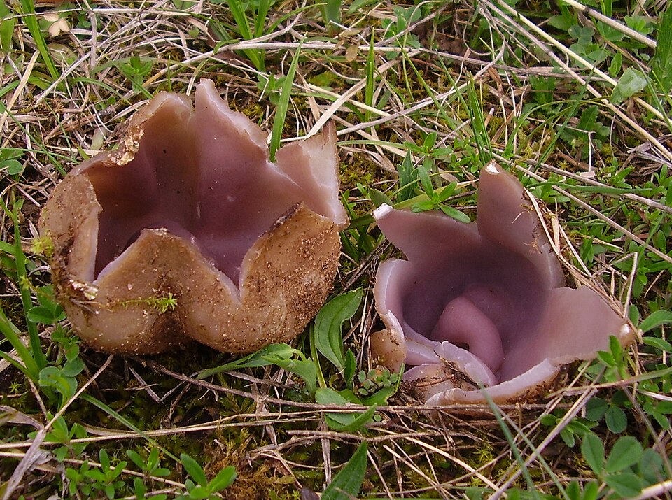 Kelchbecherling (Sarcosphaera coronaria)