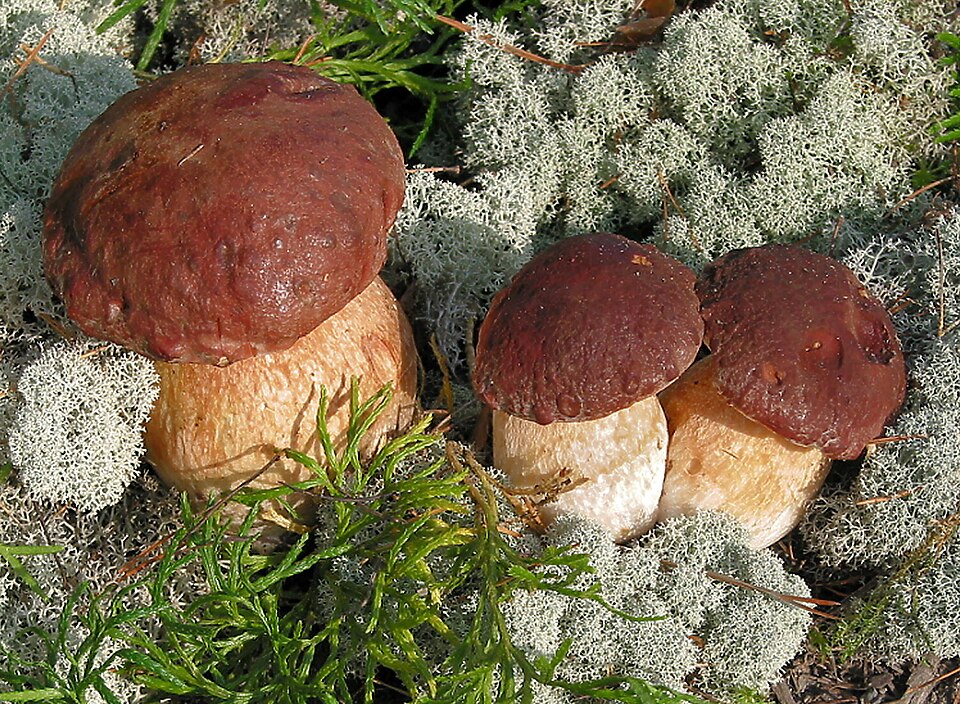 Kiefern-Steinpilz