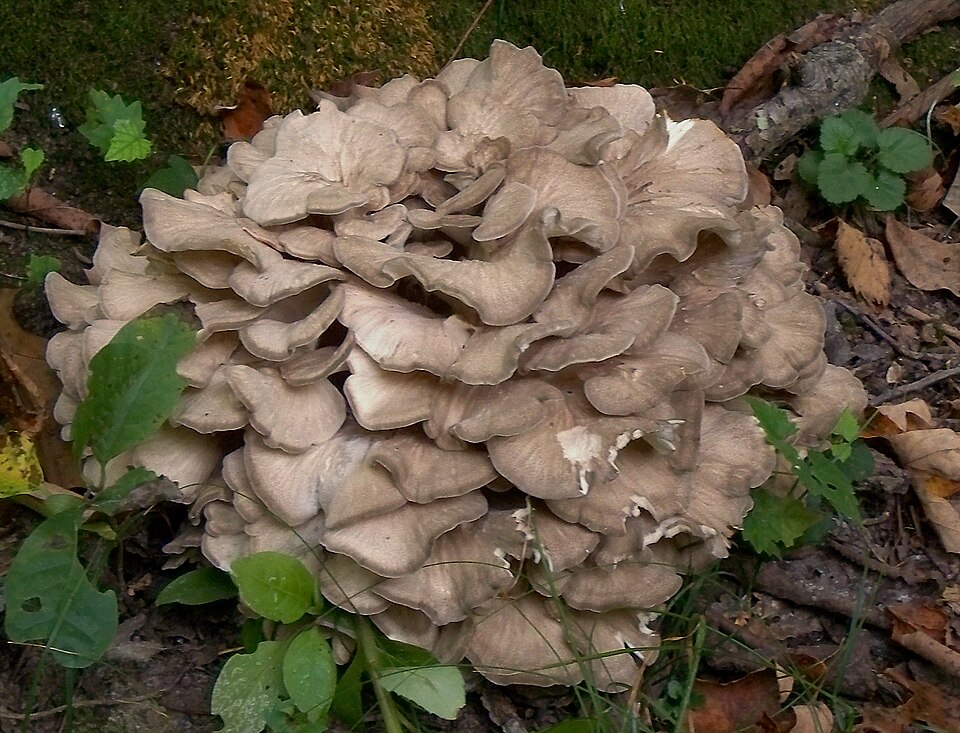 Klapperschwamm