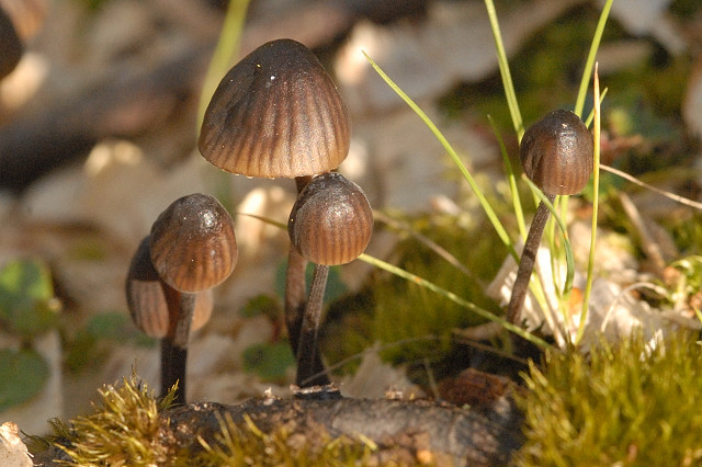 Kleiner Nitrathelmling (Mycena stipata)