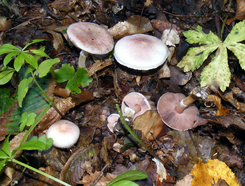 Kleiner Wald-Champignon