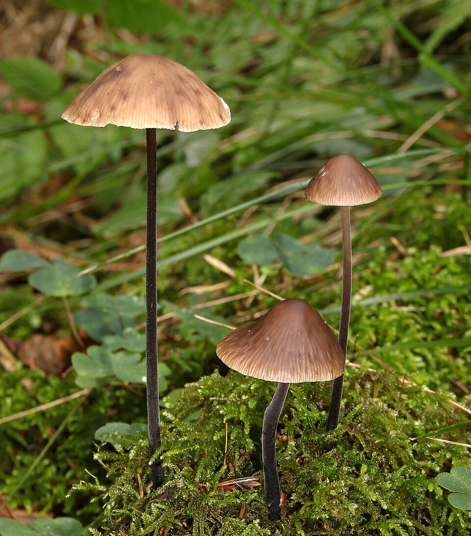 Knoblauchschwindling