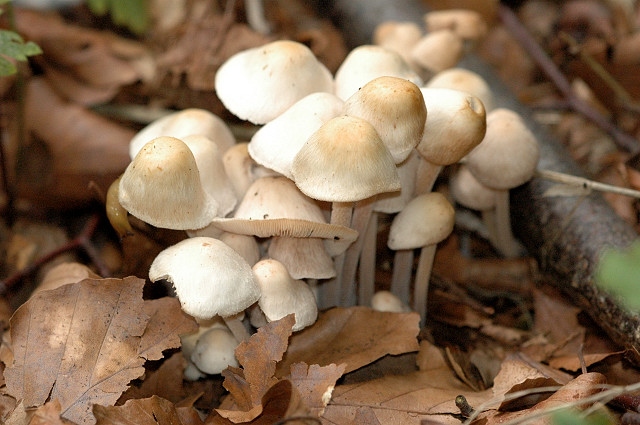 Knopfstieliger Büschelrübling