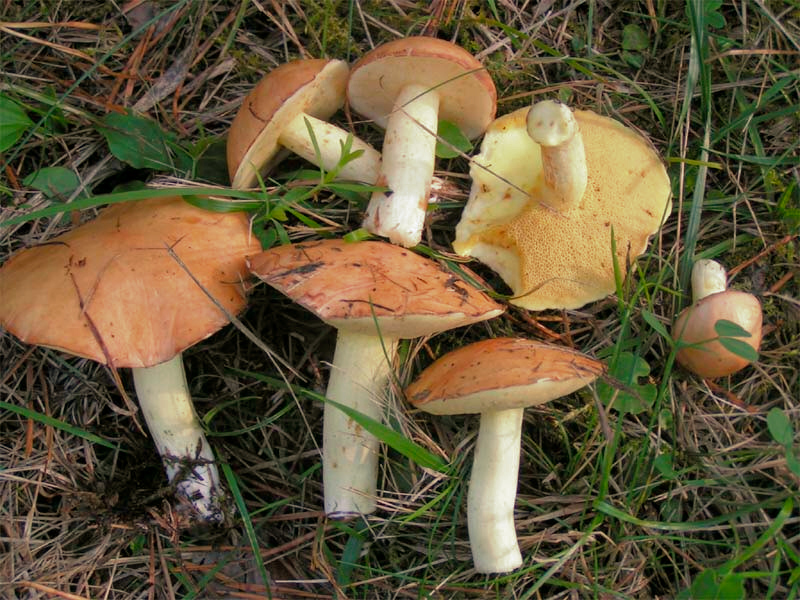 Körnchenröhrling