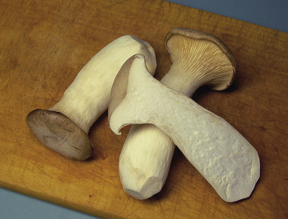 Kräuterseitling