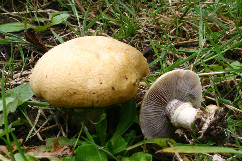 Krönchen-Träuschling (Stropharia coronilla)