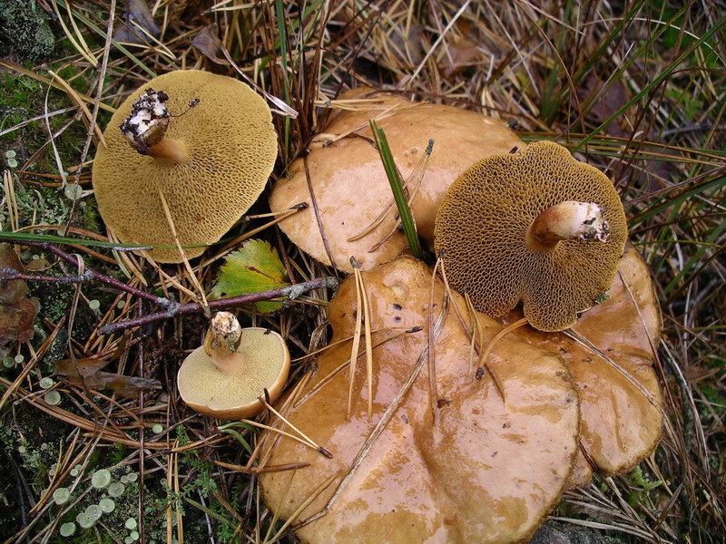 Kuhröhrling
