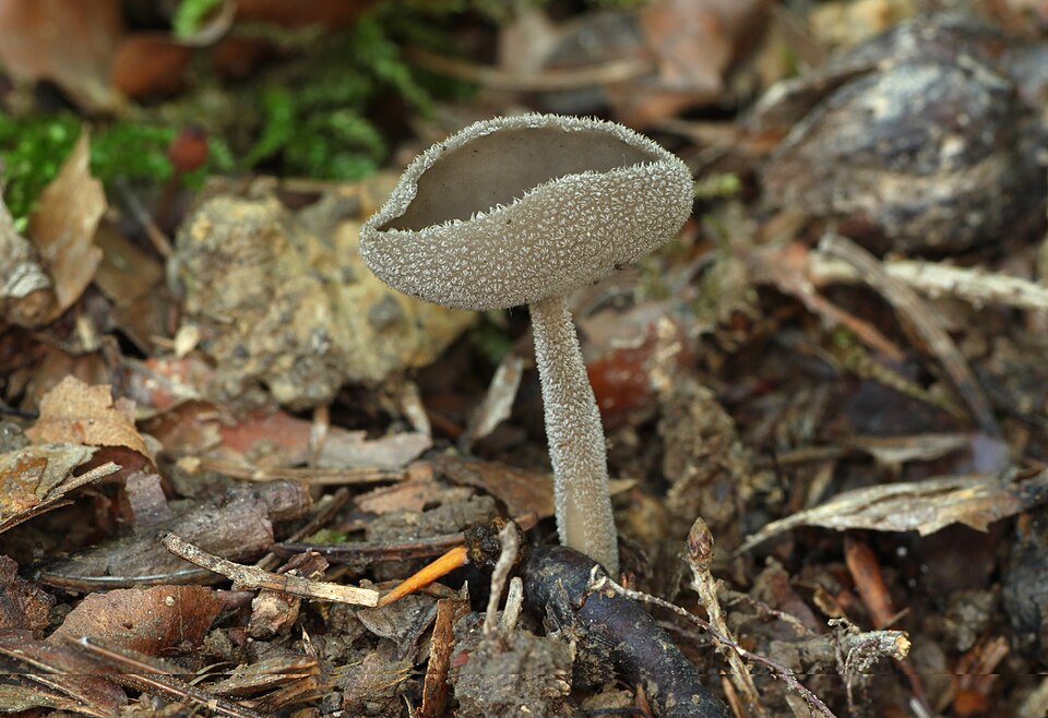 Langfüßige Lorchel