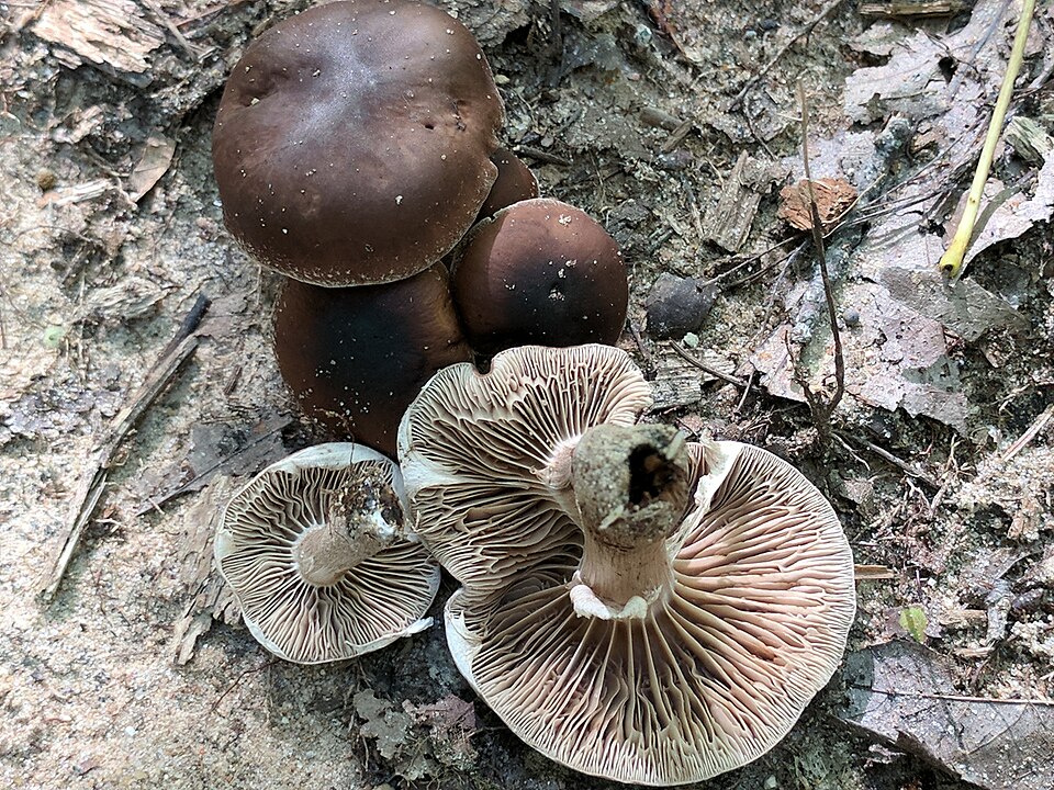 Leberbrauner Ackerling (Cyclocybe erebia)