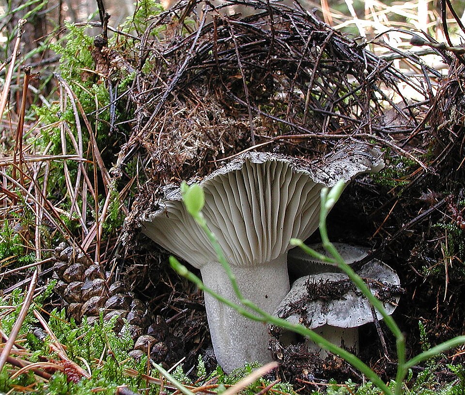 Märzschneckling