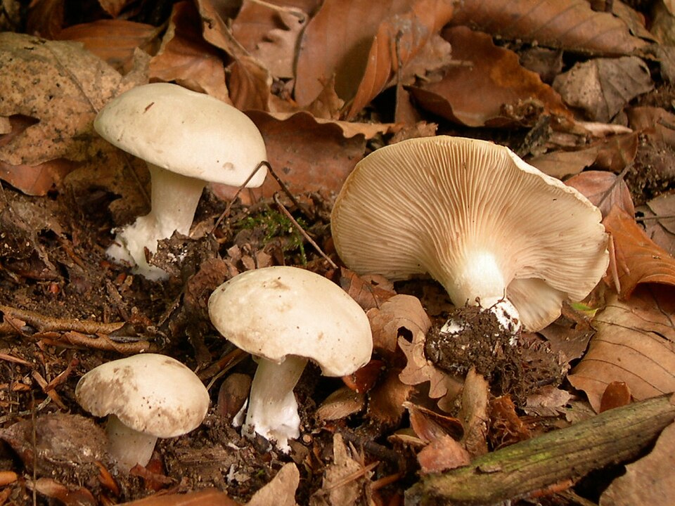 Mehlräsling