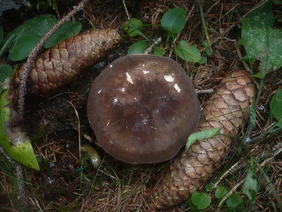 Mohrenkopf-Milchling