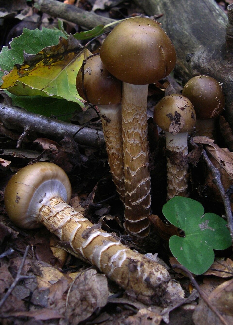 Natternstieliger Schleimfuß