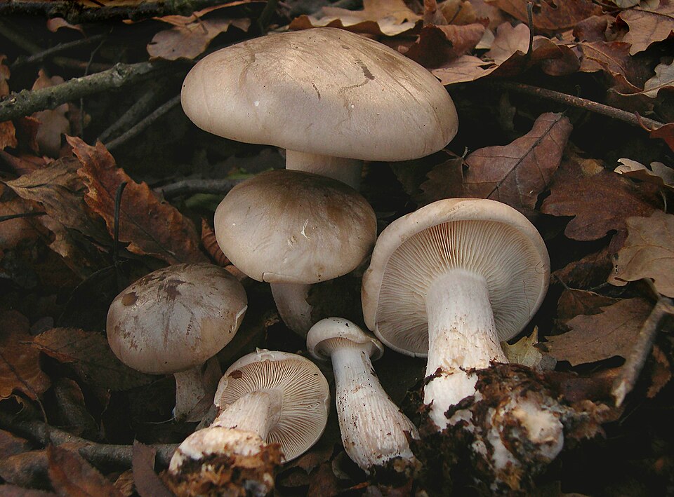 Nebelkappe (Clitocybe nebularis)
