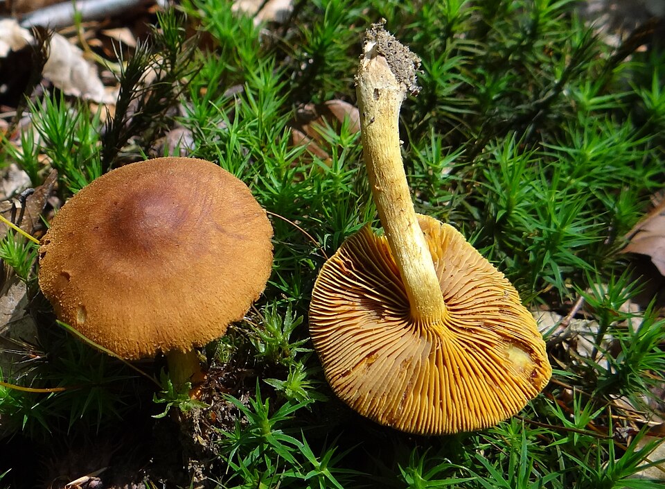 Olivbrauner Hautkopf