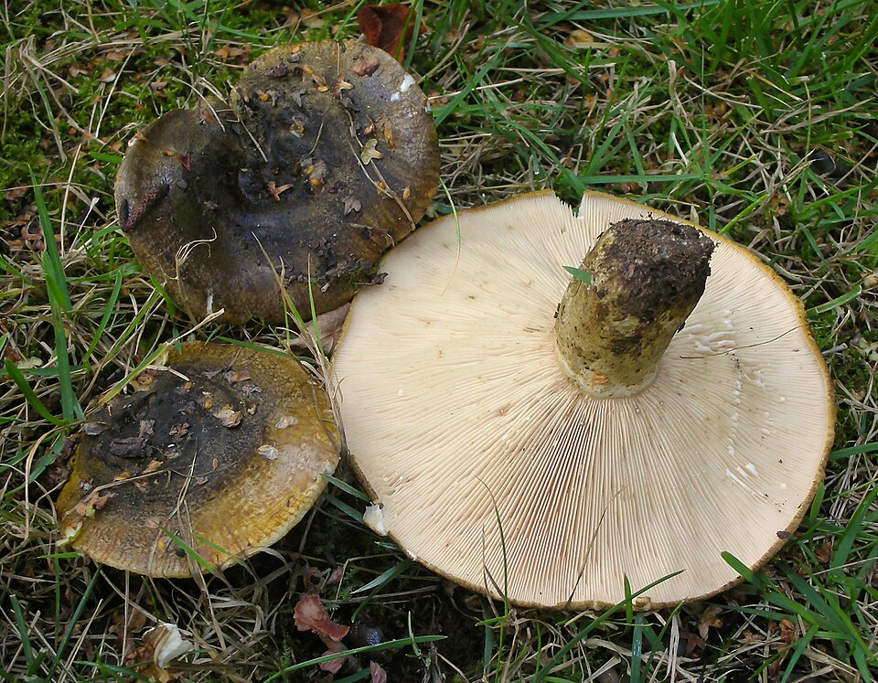 Olivbrauner Milchling