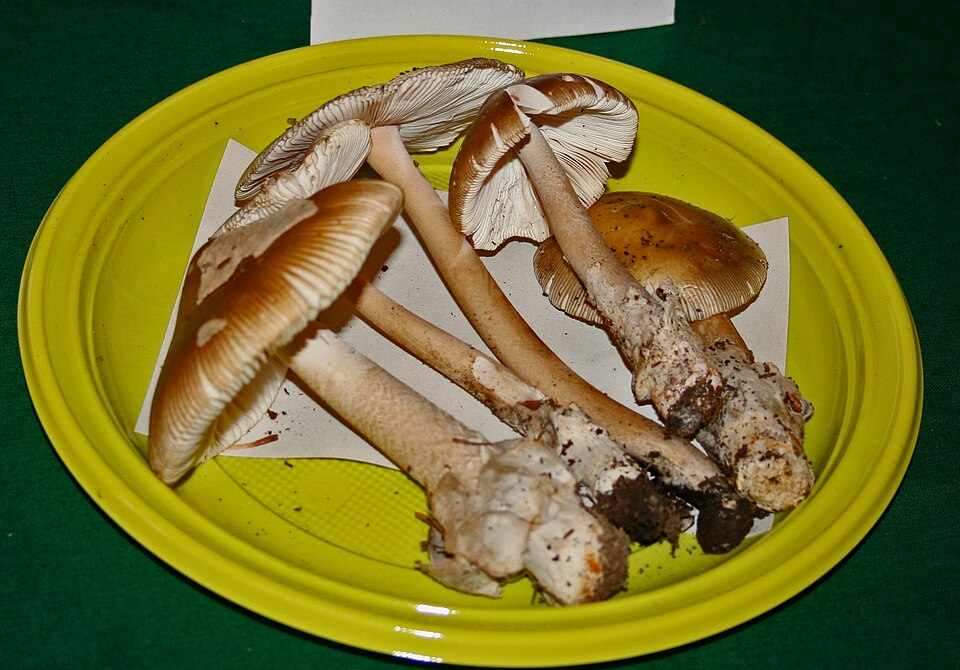 Olivbrauner Scheidenstreifling