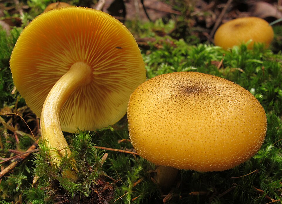 Olivgelber Holzritterling