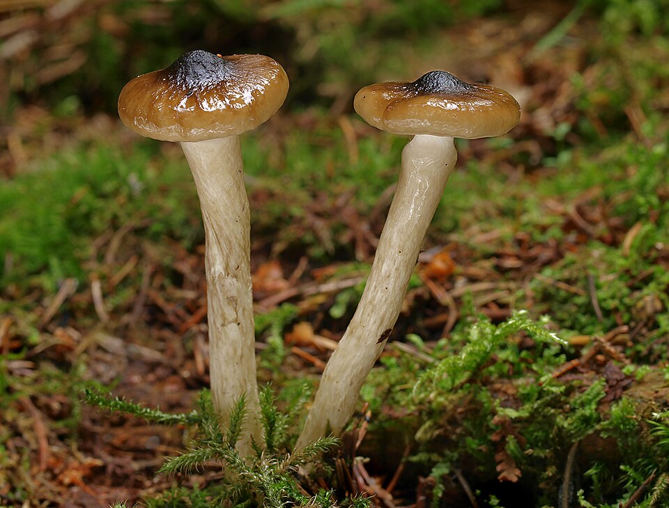 Olivschneckling