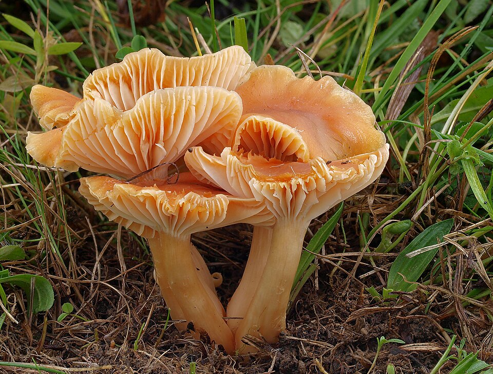 Orangefarbener Wiesen-Ellerling