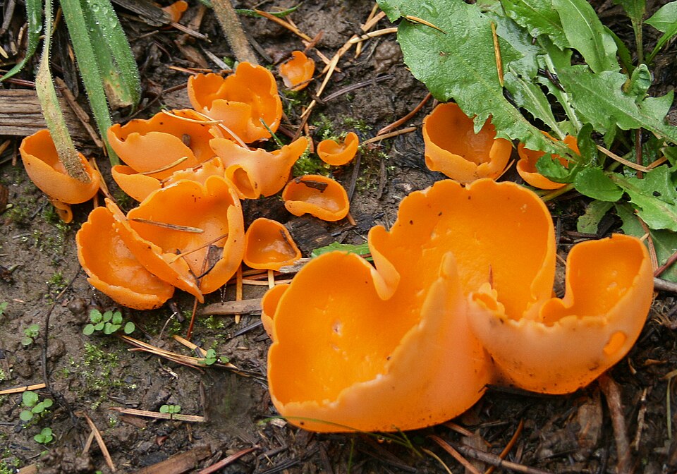 Orangeroter Becherling