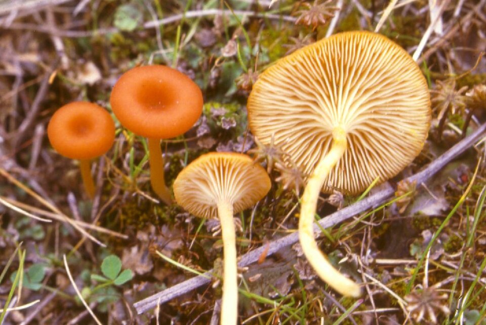 Orangeroter Nabeling
