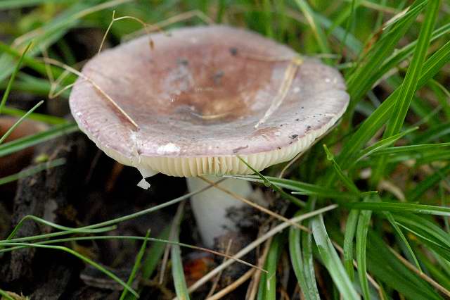 Papageientäubling