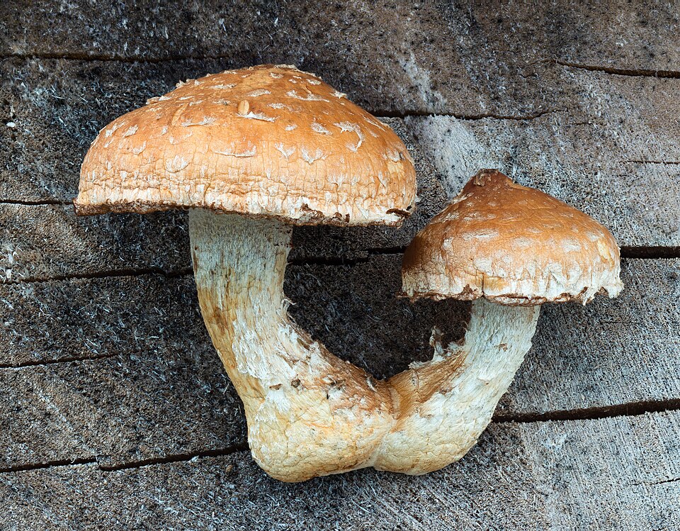 Pappelschüppling