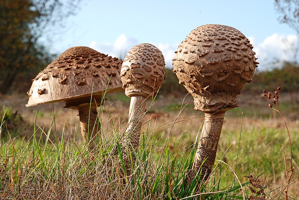 Parasol (Riesenschirmling)