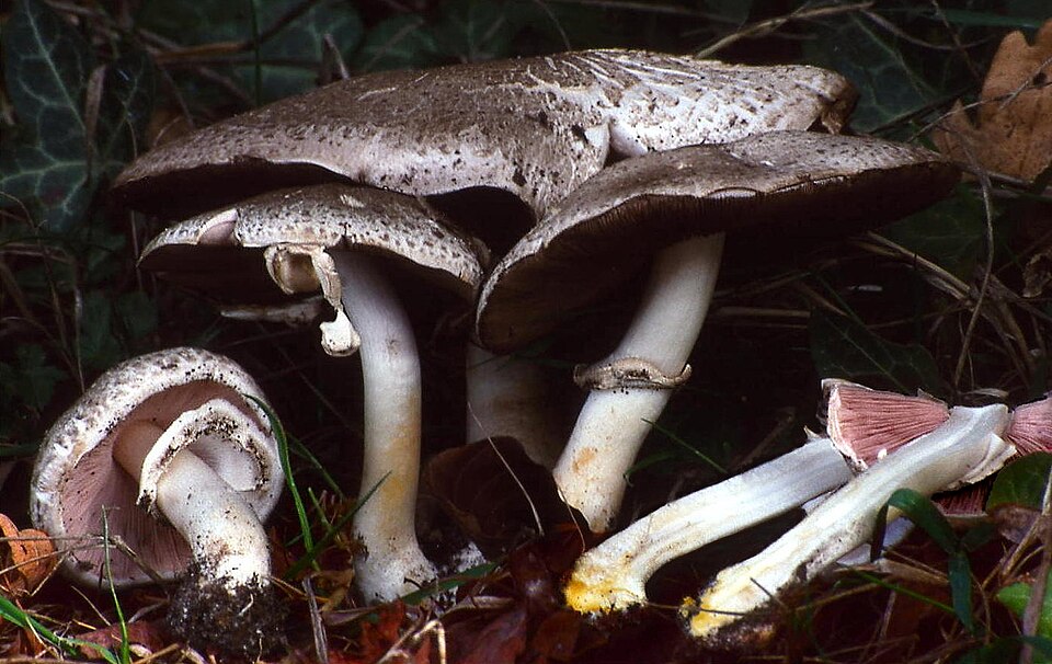 Perlhuhn-Champignon