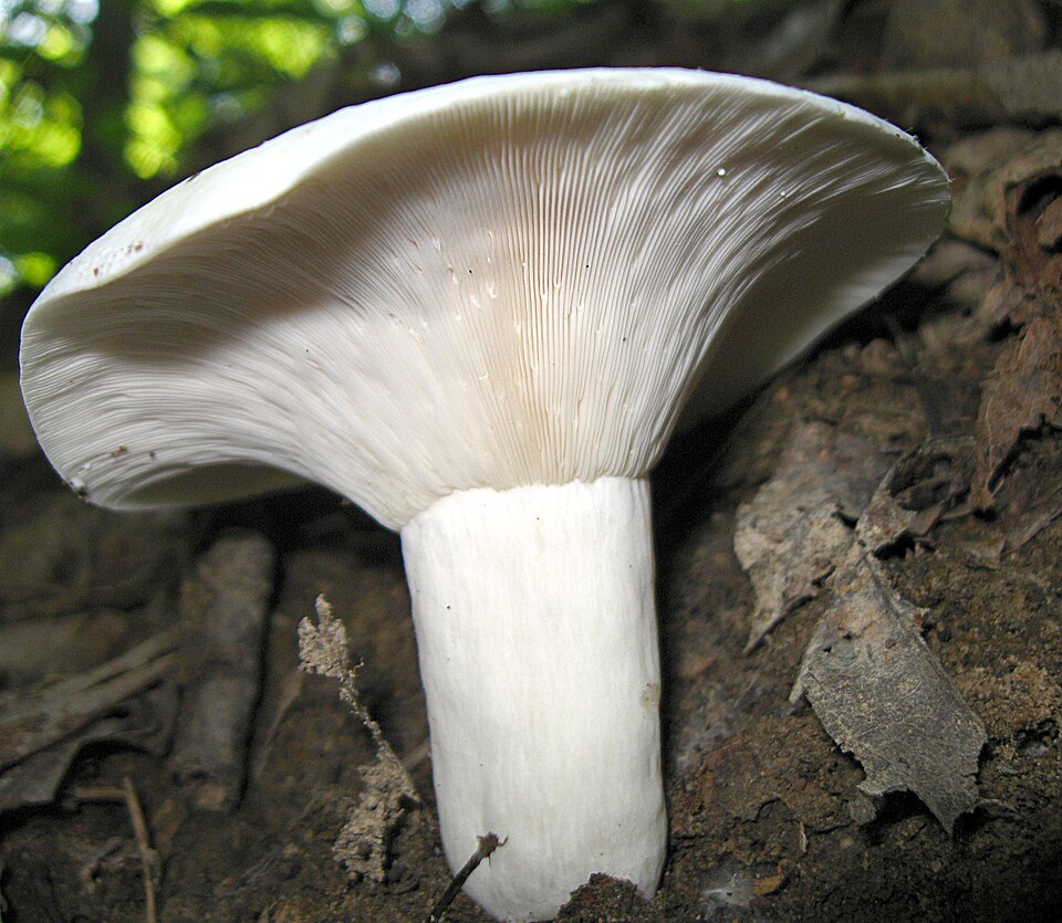 Pfeffermilchling (Lactarius piperatus)