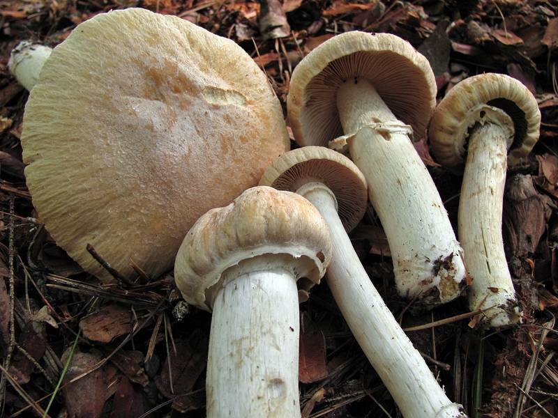 Reifpilz