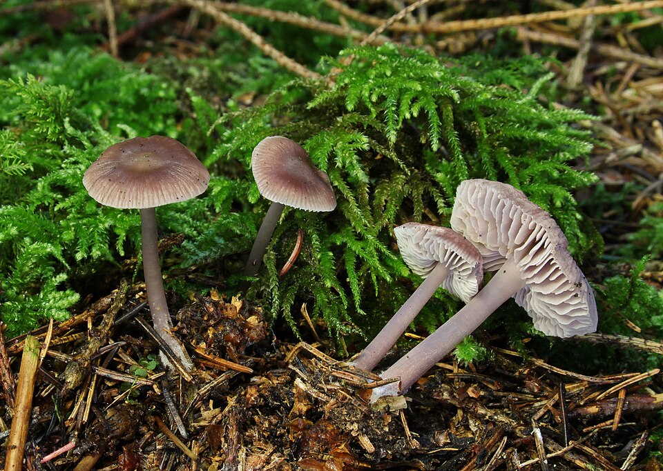Rettich-Helmling (Mycena pura)