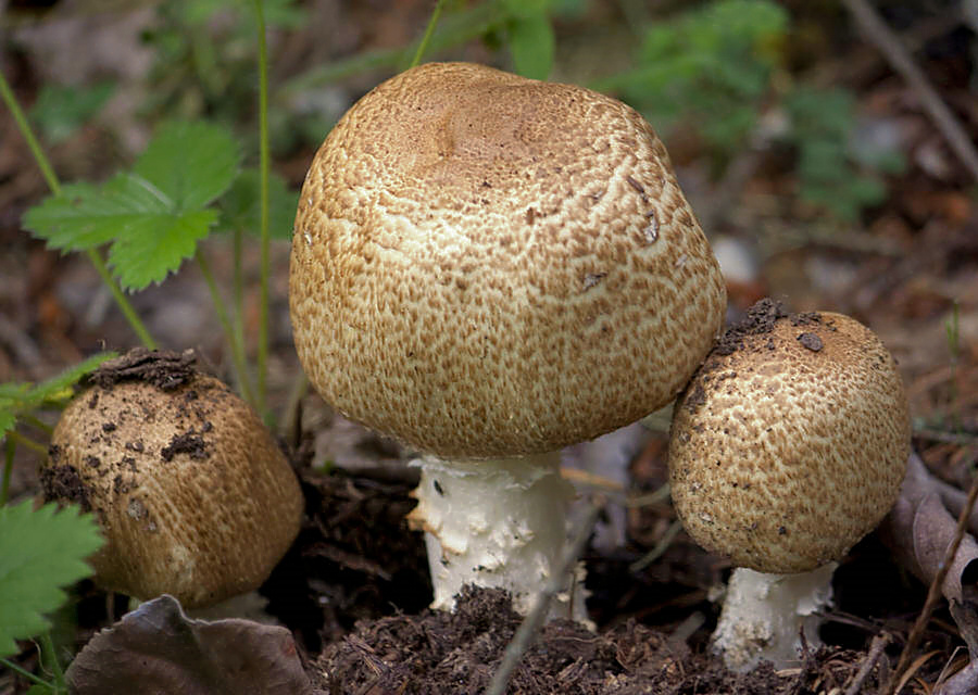 Riesen-Champignon