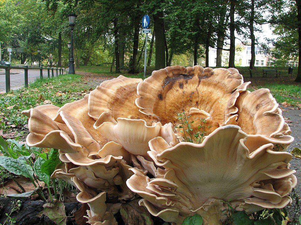 Riesenporling