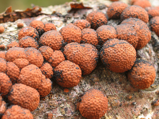 Rotbraune Kohlenbeere