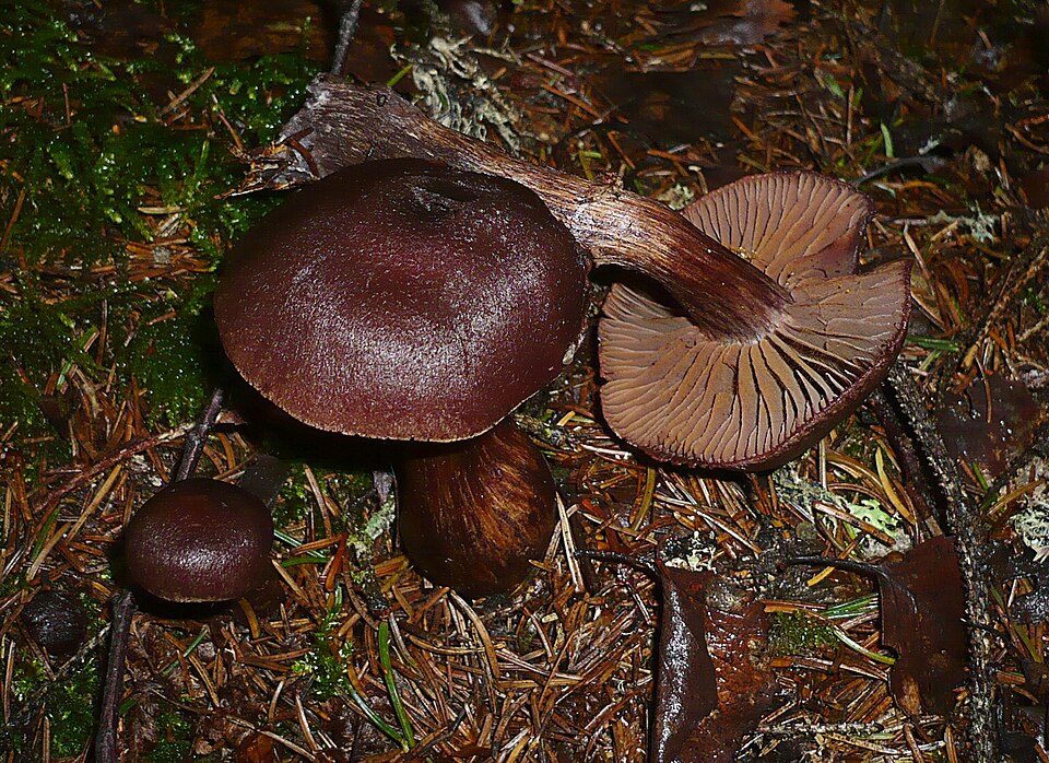 Rotbrauner Schleierling