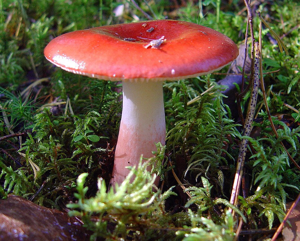 Roter Stieltäubling
