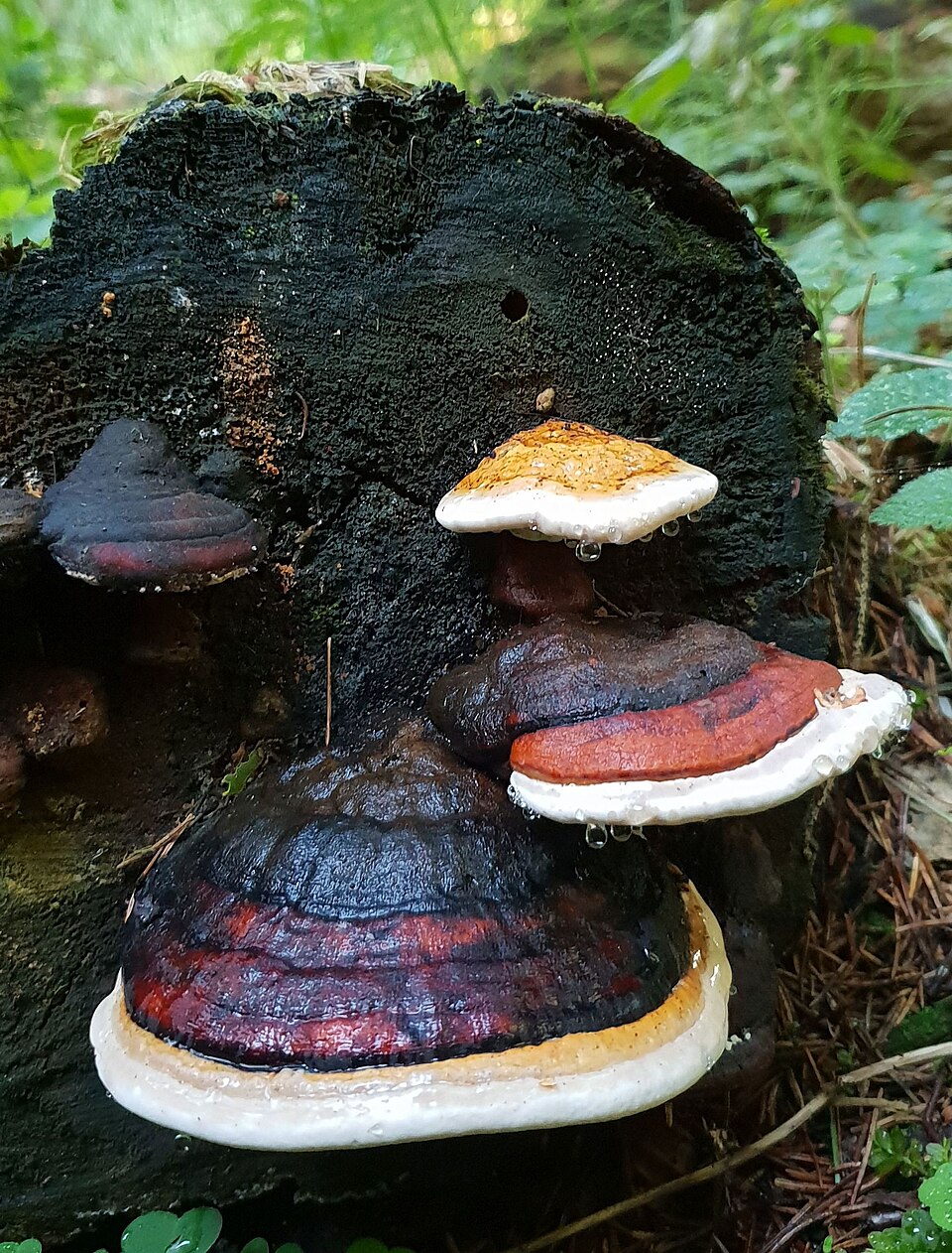 Rotrandiger Baumschwamm