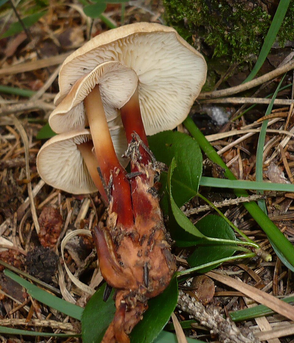 Rotstieliger Blasssporrübling