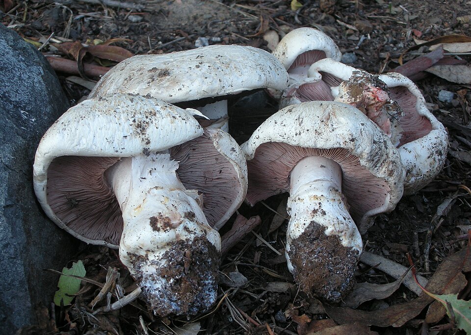 Salzwiesen-Champignon